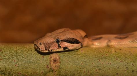  Boa Costrictor: Un serpente che striscia silenziosamente attraverso la foresta pluviale e si avvolge intorno alla sua preda in un abbraccio mortale!