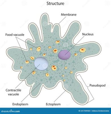  Genus Amoeba: A Single-Celled Enigma With a Voracious Appetite!