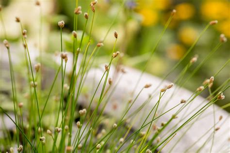  Isolepis! Un piccolo gigante dal corpo affusolato che sbuffa fumo denso e misterioso