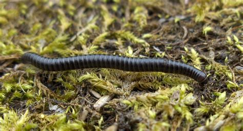 Julida! Scopri questi affascinanti artropodi con un corpo lungo e sinuoso come una serpentina!