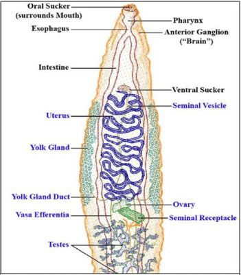  Opisthorchis! Il Trematode Con L'Abitudine Peculiere Di Trascorrere Parte Del Suo Ciclo Vitale In Un Luogo Incredibilmente Sorprendente