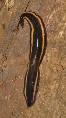  Otoplana: This Curious Flatworm Possesses Remarkable Regenerative Abilities!