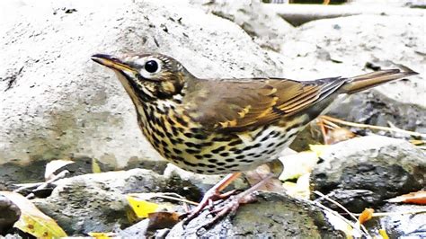  Tordo: Il Maestro del Canto che Salta dalle Fronde con Eleganza Incontenibile!