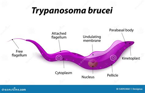  Trypanosoma! Un Flagellato Spettacolare con un'Incredibile Capacità di Camouflage Intracellulare