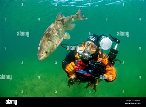  Walleye! Un Predatore Subacqueo Con un Occhio da Aquila che Nasconde una Vita Segreta