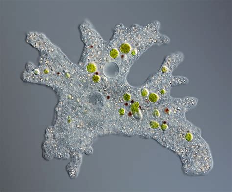  Weaver Amoeba: An Amazing Example of Single-Cell Complexity that Moves Like a Master Craftsman!