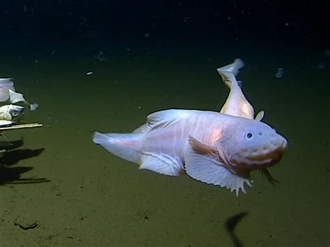  Yellow-Striped Snailfish: A Curious Creature That Thrives on the Abyssal Plains!