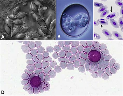  Apicomplexa!  Microscopic Masters of Manipulation, Hiding in Plain Sight