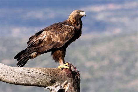  Aquila Reale: Con Penne Arroganti e Sguardi Acuti Che Dominano i Cieli