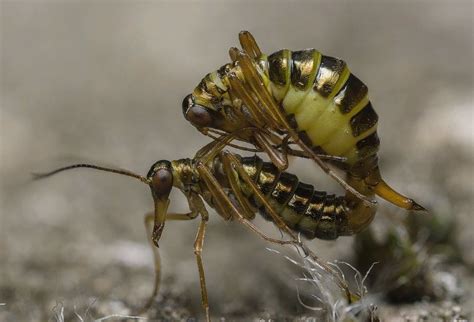 Bomba! Conosci Questo Insetto Dal Corpo Globoso E Ali Colorate?