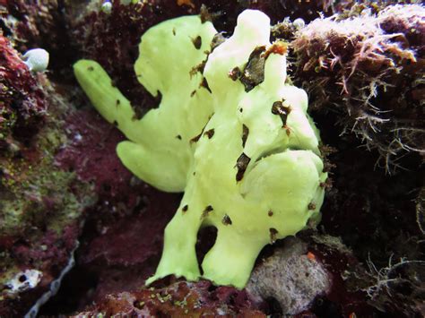  Cinthia! Una Spugna Incredibilmente Resistente e Un Maestro di Camuffamento Marino