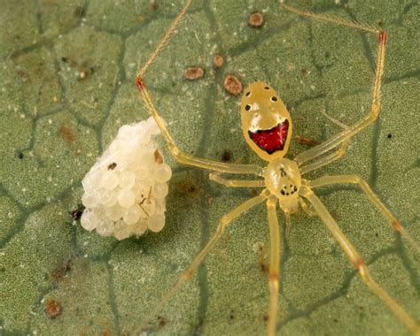  Erredio! Un ragno dal carattere sorprendente che ti sorprenderà con la sua ingegnosità