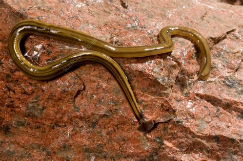  Free-Living Flatworm! A Glimpse into the Tiny World of a Freshwater Predator