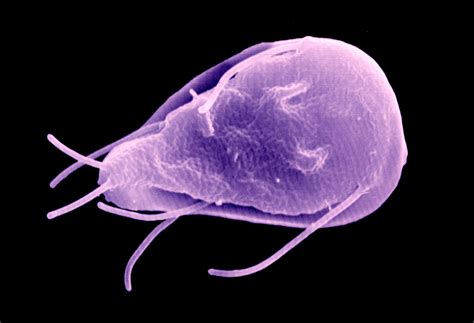  Giardia: Una creatura microscopica che danza nell'intestino e sfugge ai sistemi immunitari più robusti!