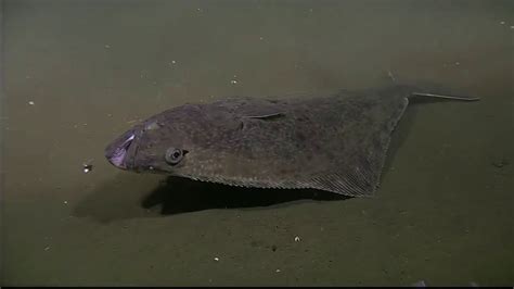  Halibut! Un Pesce Piatto Che Nuota di Pancia e Si Camuffa Come un Vero Maestro