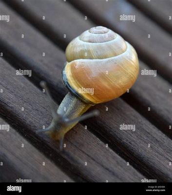  Helix pomatia: Un Gastropode Delizioso e Un Vero Maestro dell'Adattamento!