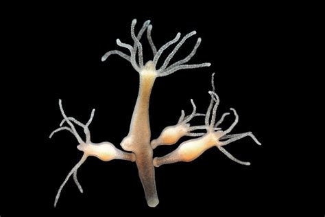  Hydra: Una creatura acquatica affascinante che combina trasparenza gelatinosa con tentacoli predatori!