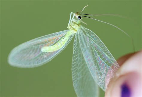  Imaginiamo l'insetto: con un corpo verde brillante e ali trasparenti come cristallo, la mosca verde è davvero una creatura affascinante!