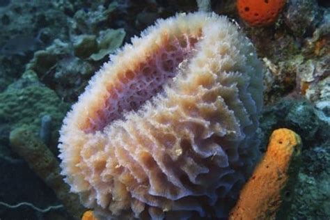  Kitchen Sponge! Discover a Vibrant Aquatic Habitat Where This Humble Spongy Dweller Reigns Supreme