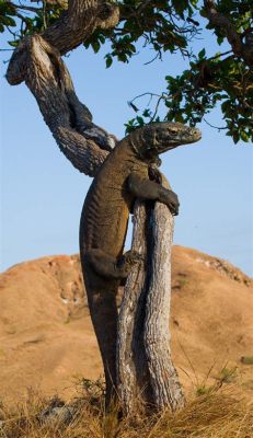  Komodo! Uno rettile affascinante con squame incredibili che si arrampica sugli alberi con facilità