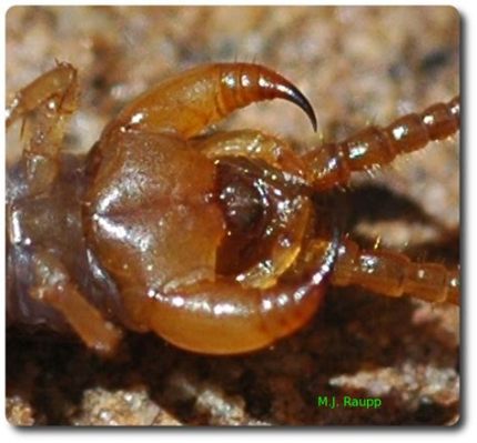 Lithobius! Un Maestro della Sotterranea Vita Con Una Mirabile Capacità di Adattarsi ad Ogni Ambiente: