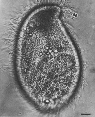  Metopus! Un Ciliato Che Sembra Un Piccolo Spazzolino Con Ciglia Ricciolute