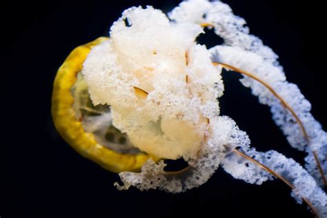 Myxomycetes: Un affascinante predatore unicellulare che si muove con eleganza simile alla danza di una medusa!