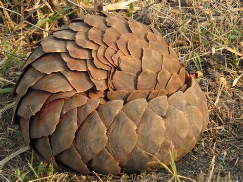  Pangolino: Un Mammalo Scalato che Sa Trasformarsi in una Palla!