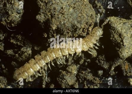 Polydesmus: Scopri la creatura dalle mille gambe che si nasconde nell'humus!