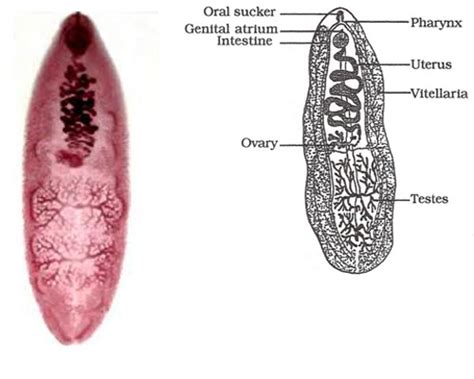  Prosthogonimus! Un Trematode che si Nasconde nelle Viscere dei Mammiferi Erbacei