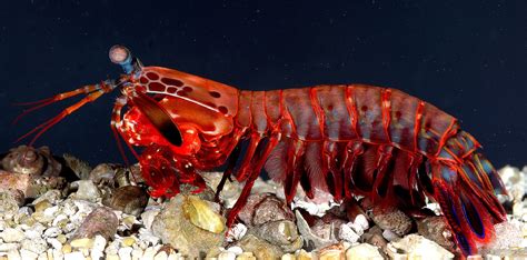  Rinodoris? Un piccolo predatore marino con una dieta sorprendentemente variegata!