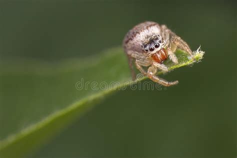  Salticidae: Piccoli Campioni del Salto con Immagini di Predatori Intriganti!