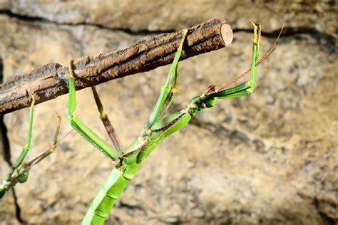  Umbria! Discover the Amazing Secrets of This Unique Stick Insect