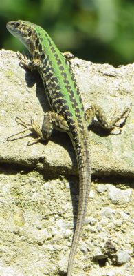 Wall Lizard!  This Cold-Blooded Reptile Is Known For Its Agile Climbing Abilities And Colorful Skin