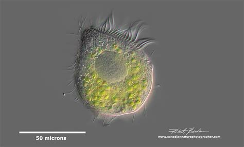 Williamsoniella! Un Ciliato che Vive in Simbiosi con Alghe e Crea la Sua Casa da Solo?