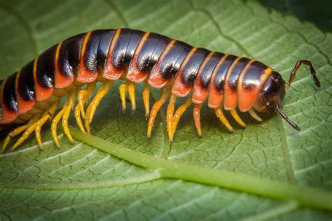  Xystocheirus! Un Diplopode dalle Zampe Straordinarie che Si Muove Come un Ondeggiante Serpente di Terra