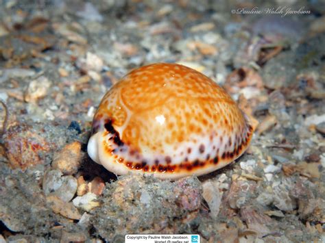  Yellow Cowrie: What A Delight To Find This Striking Shell With Its Exquisite Patterns And Fascinating Snail Within!