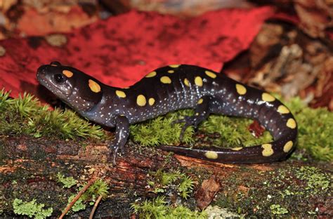   Yellow-Spotted Salamander: Una creatura dal colore vibrante che vive una doppia vita tra terra e acqua!