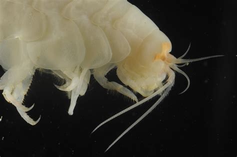  Yema: Un Crostaceo Fantasmatico Con Scudo Seghettato che Vive nei Fondali Oceani!