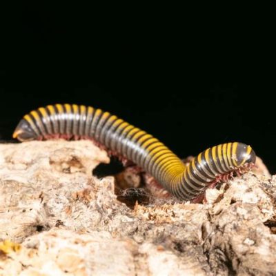  Zebra Millipede: A Curious Creature With Many Legs That Lives in Damp Earth!