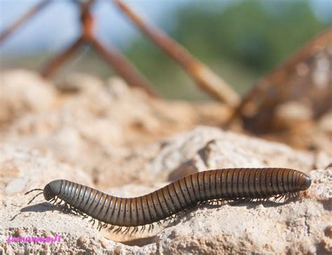  Zigomnys! Un Diplopodo Con Una Capacità Straordinaria Per L'Autodifesa