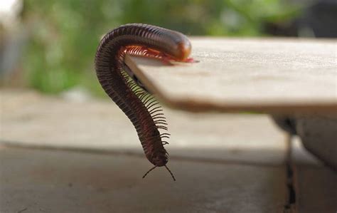 Zigomysis! A Millipede Masterfully Weaving its Way Through Decaying Matter