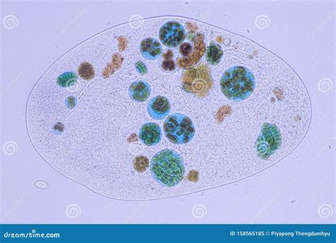  Zoochlorellopsis! Un'incredibile creatura unicellulare che vive e respira sotto la lente di ingrandimento